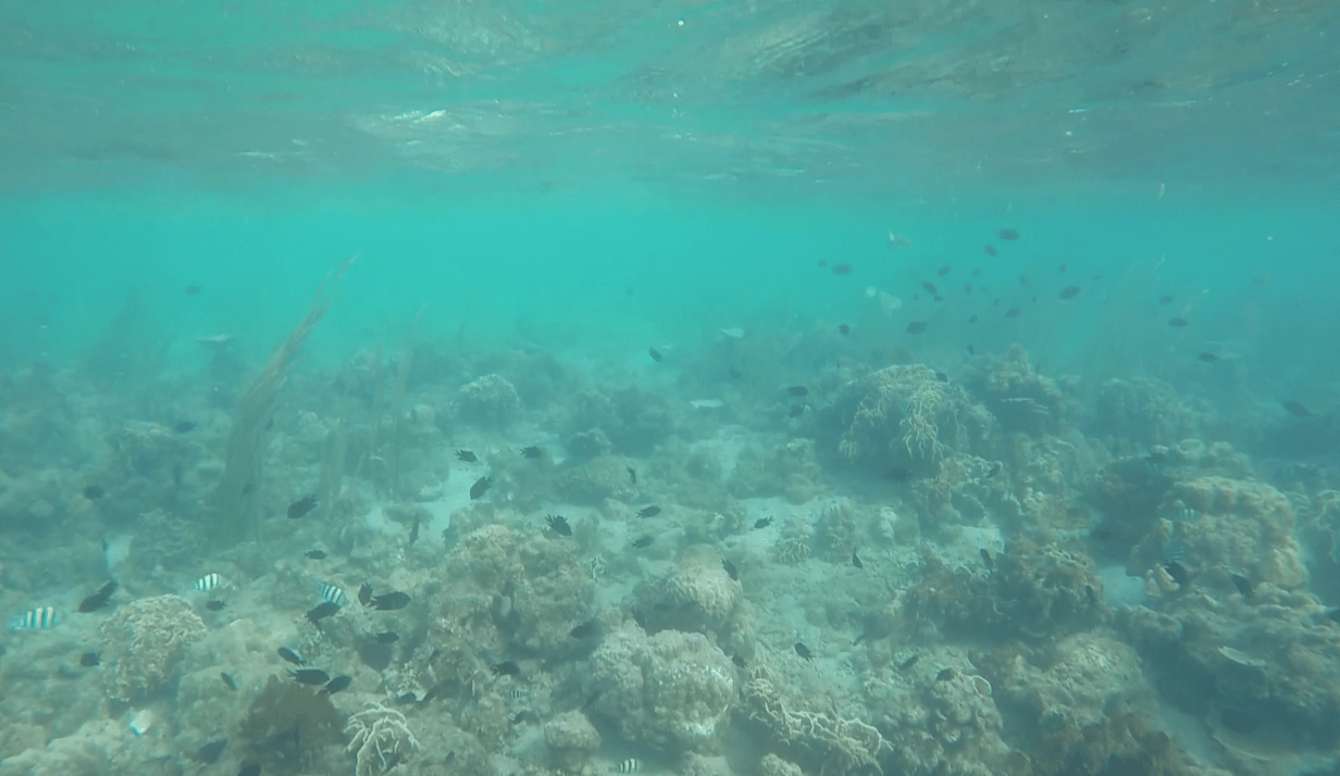 cute fishes underwater in palawan philippines honda bay
